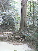 ���d�_�_��