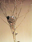 �c������