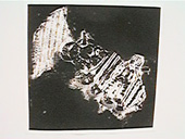 �𒎂̗t����